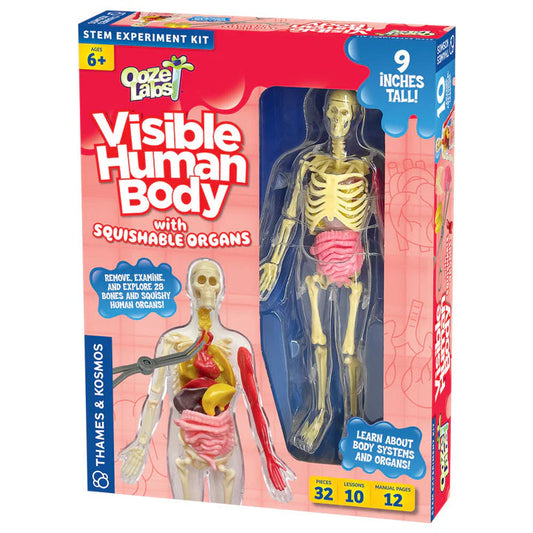 Ooze Labs: Visible Human Body with Squishable Organs Thames & kosmos